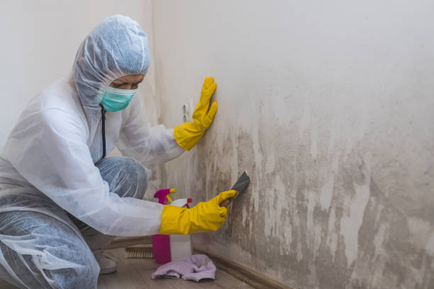 Mold Remediation for Vacation Homes in Glen Dale, WV