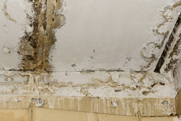 Best Post-Construction Mold Inspection  in Glen Dale, WV