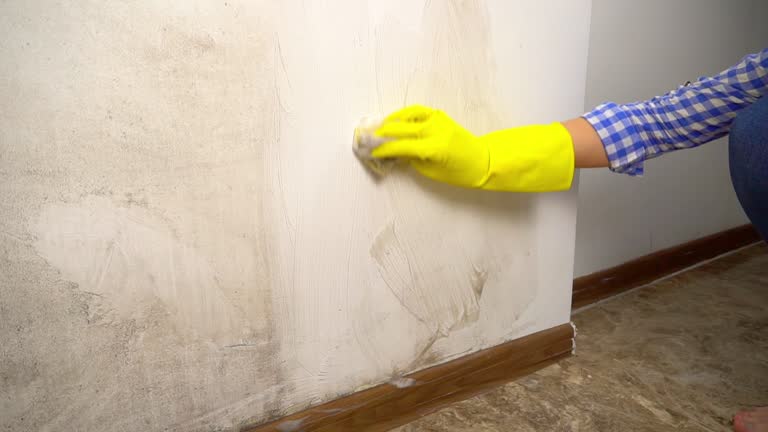 Best Mold Documentation for Insurance Claims  in Glen Dale, WV