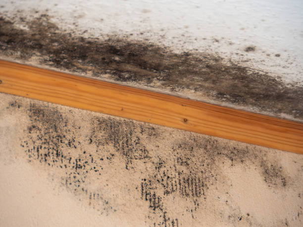Best Mold Remediation for Healthcare Facilities  in Glen Dale, WV