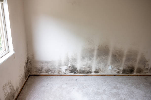 Best Residential Mold Inspection & Testing  in Glen Dale, WV