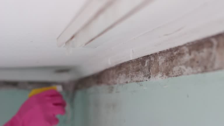 Best Attic Mold Removal  in Glen Dale, WV